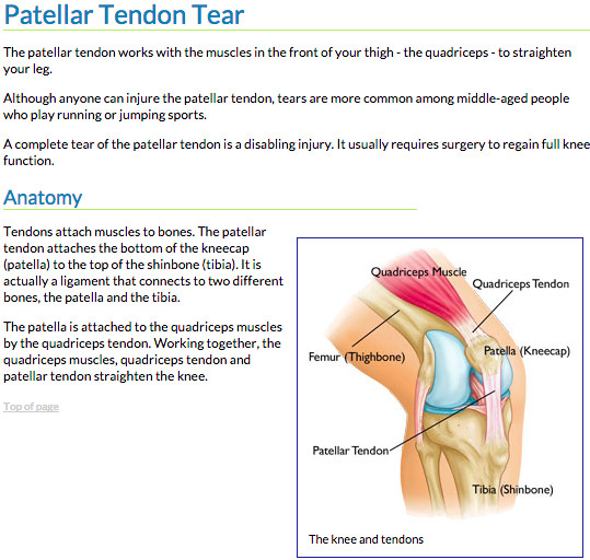 patella 1